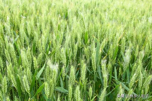 噴灑農(nóng)藥無人機（植保無人機）多少錢一臺？哪里有賣？